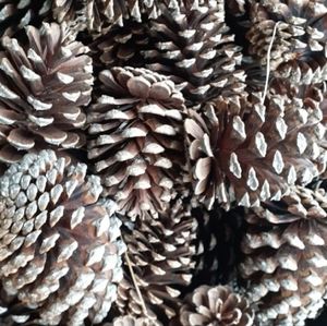 Georgia Organic Natural Pinecones